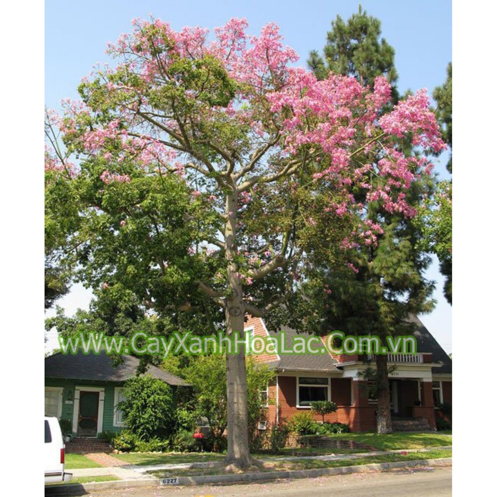[Chuẩn Giống F1] CÂY GIỐNG HOA MỸNHÂN ( Cây Gạo Hồng)