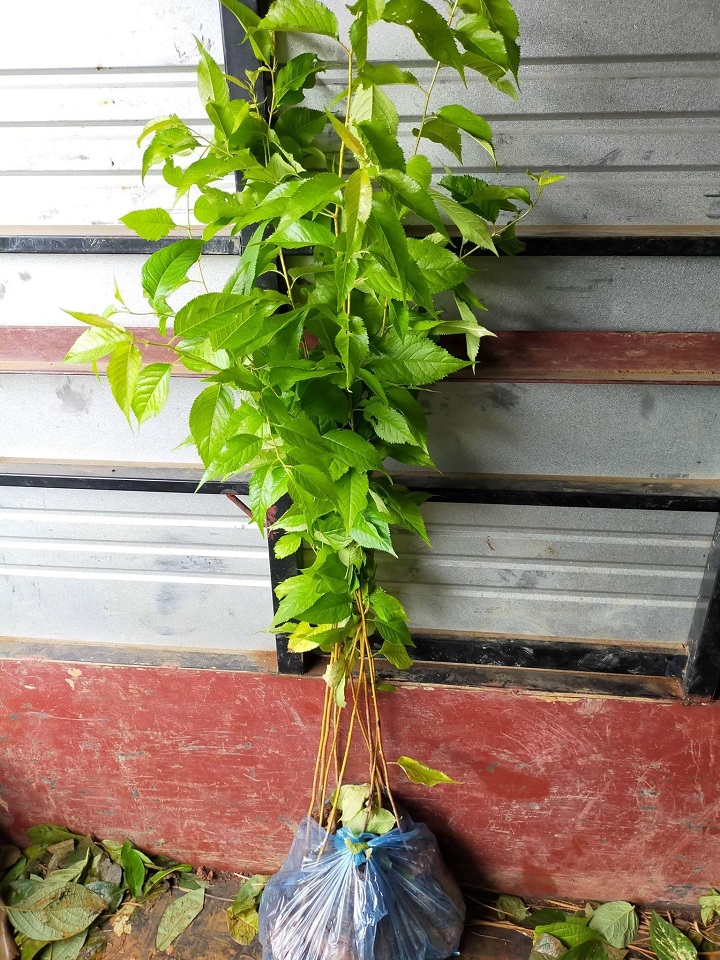 CÂY GIỐNG HOA MAI ANH ĐÀO NHẬT BẢN