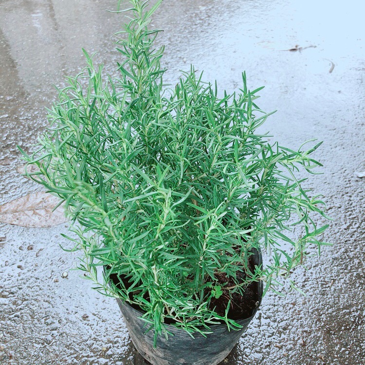 Hương Thảo Lớn