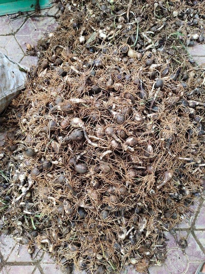 Củ giống hoa huệ mưa hoa màu hồng (20 củ) - VTNT