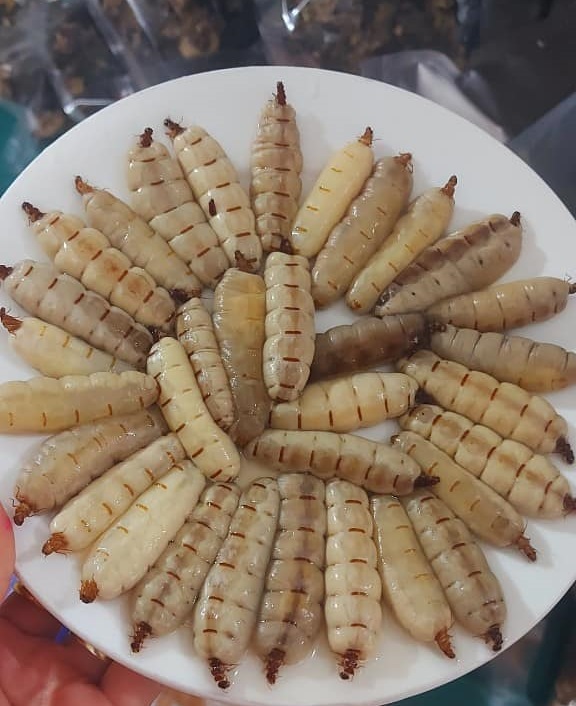 20 CON MỐI CHÚA SIZE NHỠ