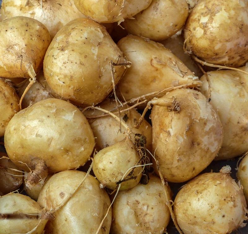 Gói 20g Hạt giống Củ Đậu Củ Sắn (tặng gói kích nẩy mầm và hướng dẫn)