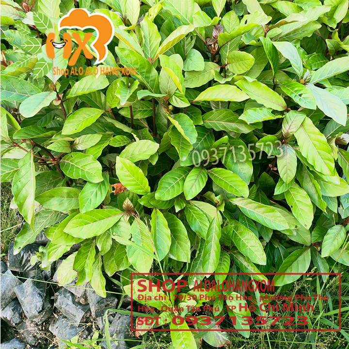 [HCM]COMBO 5 CÂY GÁO  VÀNG -CÂY GIỐNG