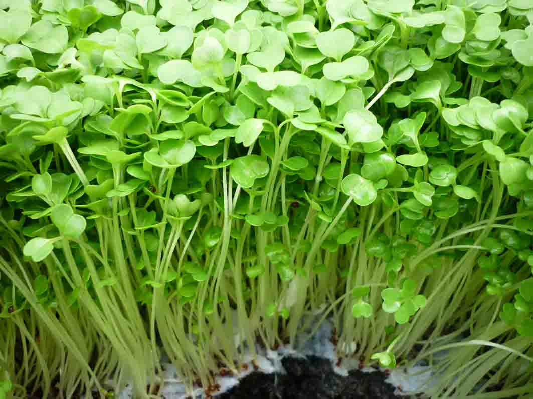 Hạt giống rau mầm các loại