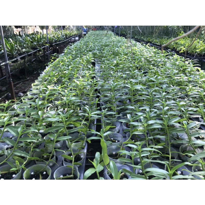 Phi Điệp Chớp Mỹ ( cây con)