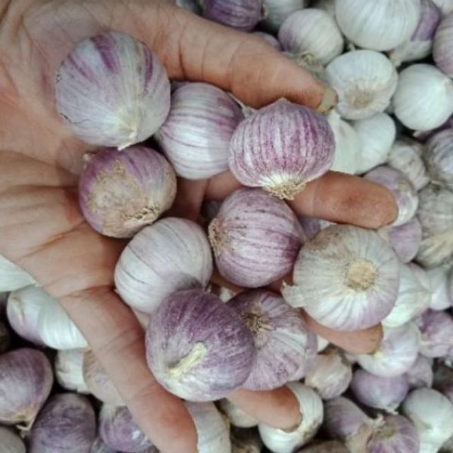 Sỉ toàn quốc 3kg tỏi cô đơn