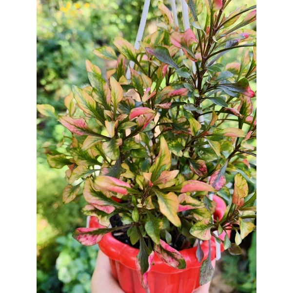 [FREESHIPMAX] Chậu cây kỉ đỏ- Shop đồng hồ và cây cảnh
