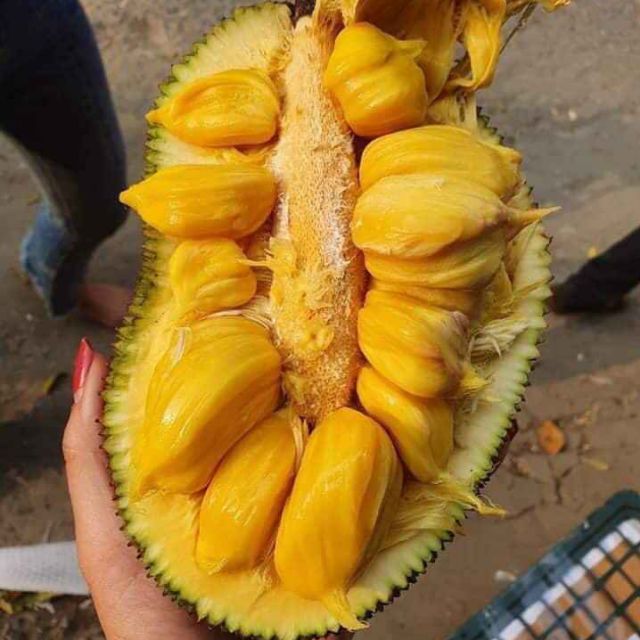 Cây giống mít tố nữ cao sản (ra trái sớm siêu trái)