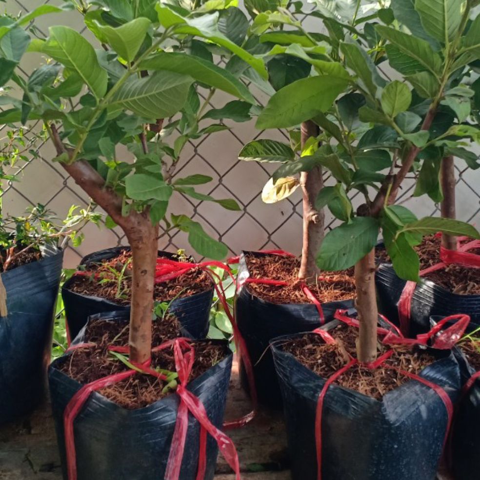 [ Xả - Cắt Lỗ] Cây ổi ruột đỏ ( rubi)