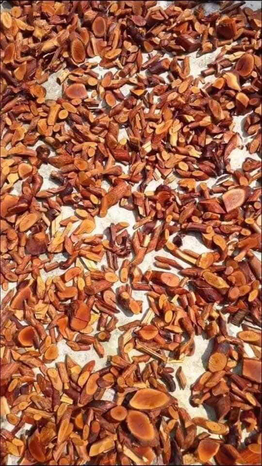 1KG Cây Mú Từn - CÙ BOONG NẬU