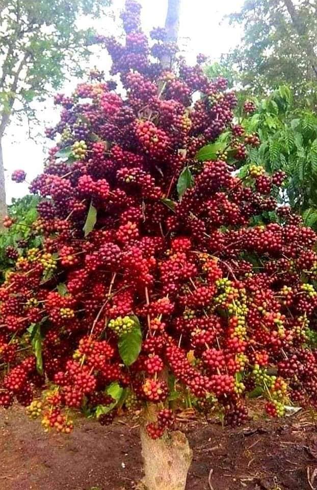 Cây giống cà phê cao sản siêu sớm
