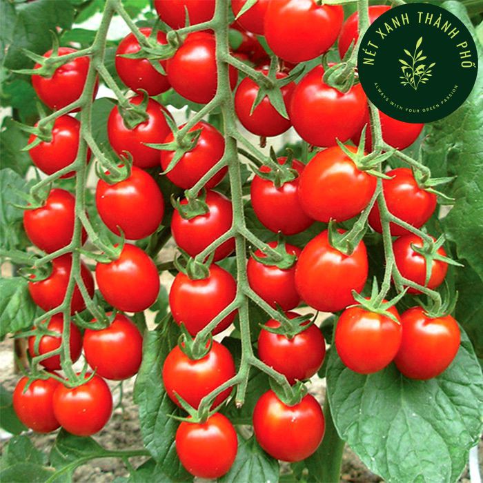 [GIAO HÀNG 2 GIỜ] Hạt giống Cà chua Cherry đỏ