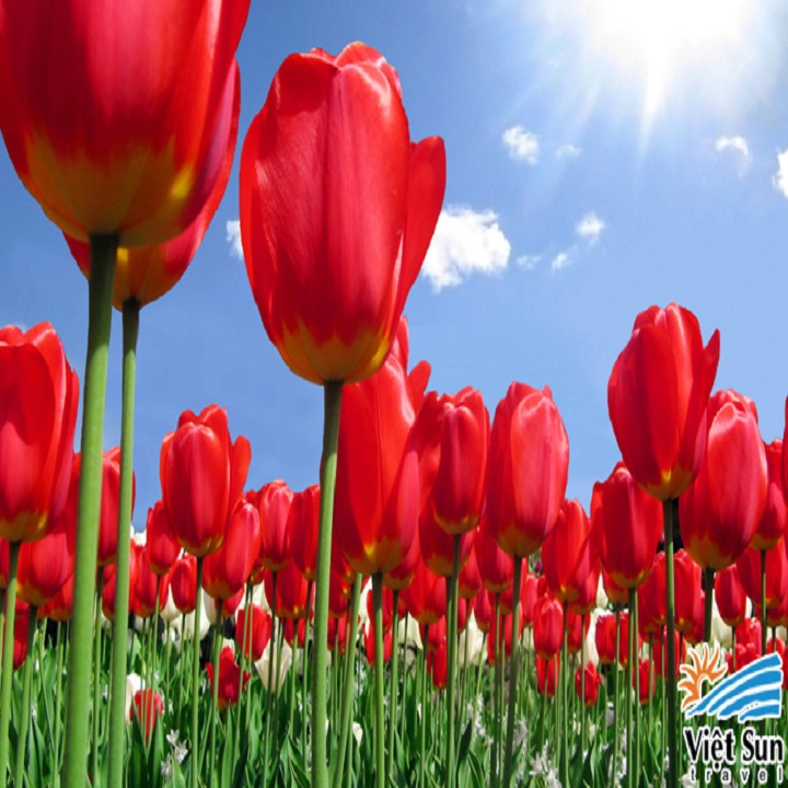 COMBO 5 CỦ GIỐNG HOA TULIP