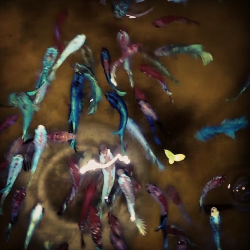 BETTA ( COMBO 12 CON BETTA THUỶ SINH )