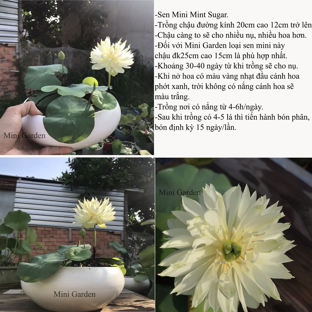 Củ Giống Hoa Sen Mini Nhật Mint Sugar