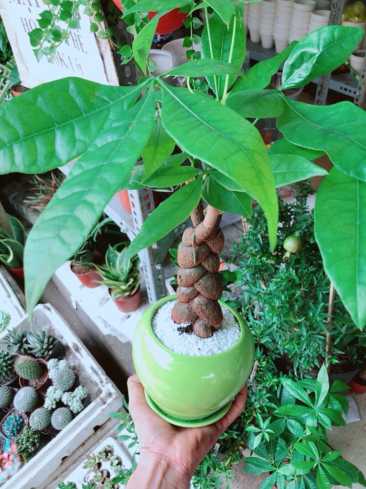 Cây Kim Ngân Thắt Bím