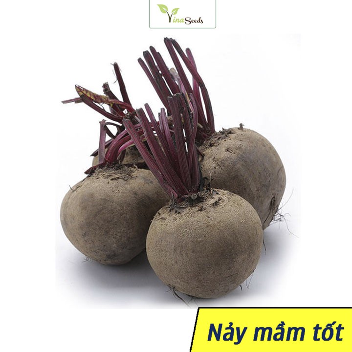 [HCM]Hạt Giống Củ Dền Đỏ - Gói 5 Gram