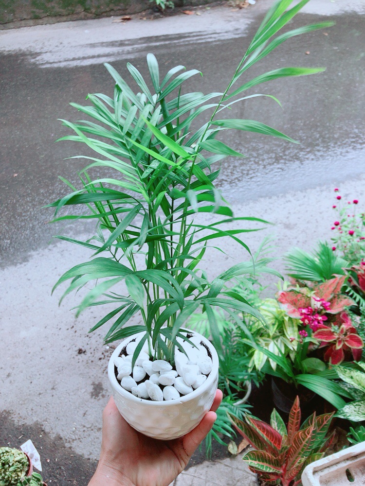 [HCM]Chậu Cây Cau Tiểu Trâm