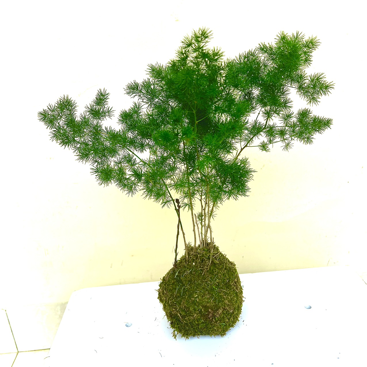 Cây tùng nho tiểu cảnh (ảnh thật