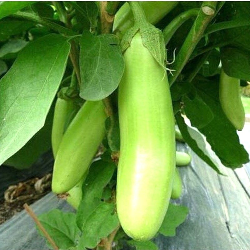 Hạt giống cà xanh lai trái dài - 2gram( 400 hạt)