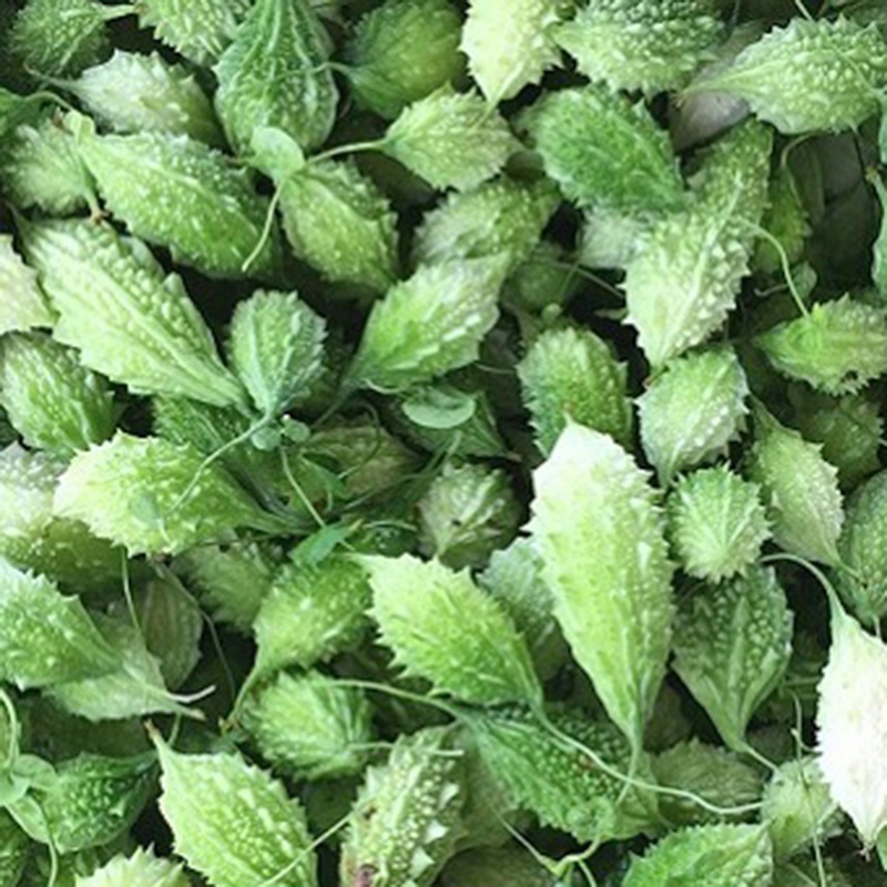 Hạt giống Khổ Qua Rừng