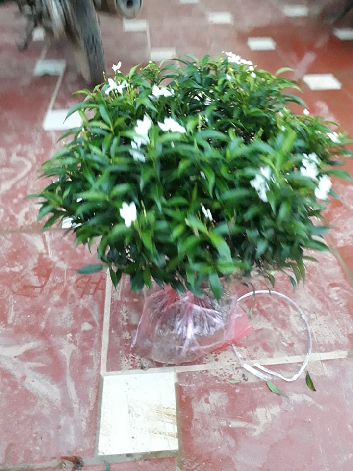 cây mai vạn phúc đanh hoa gửi đi nguyên bầu