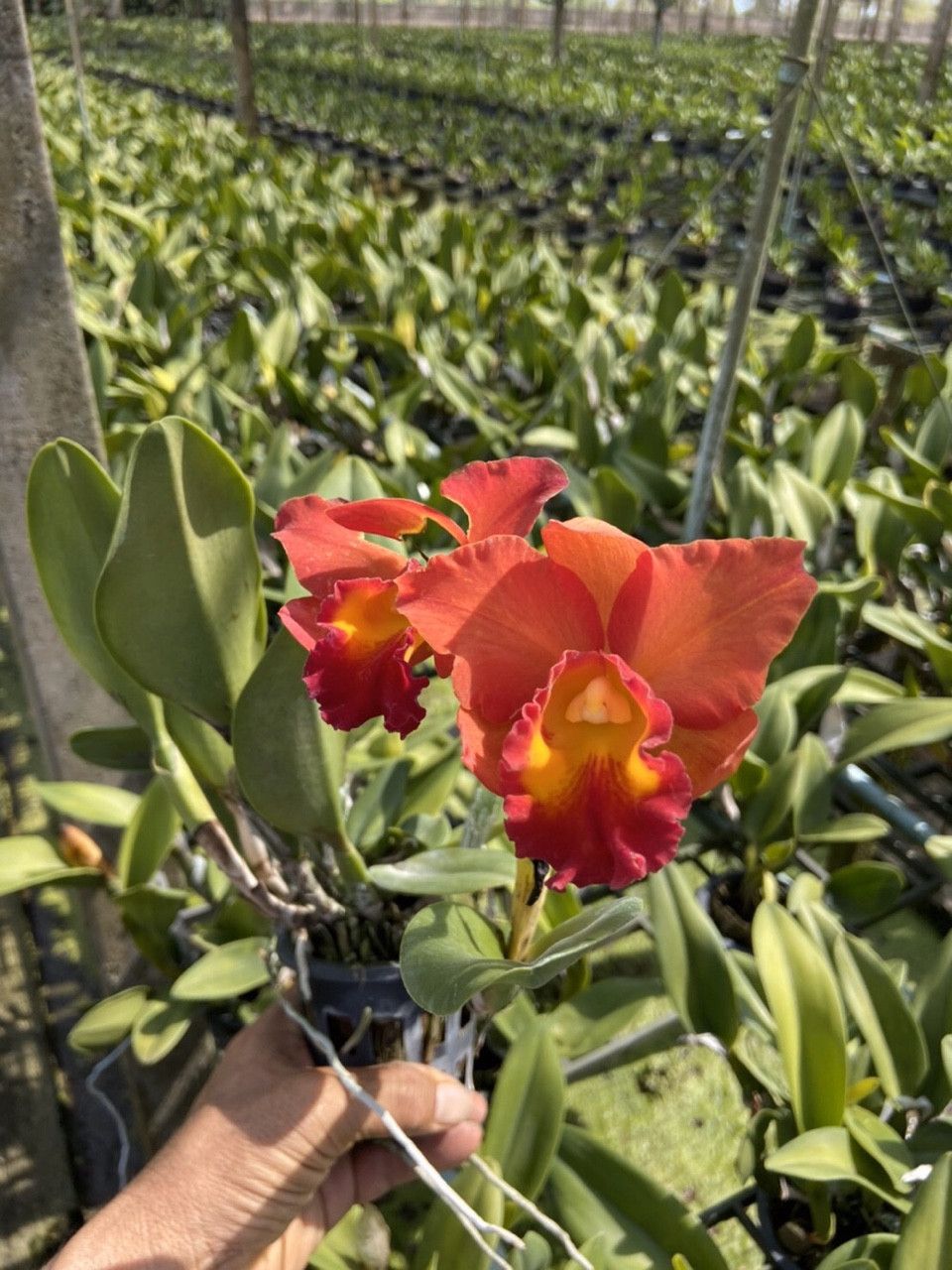 LAN CATTLEYA CÂY GIỐNG NHIỀU MÀU