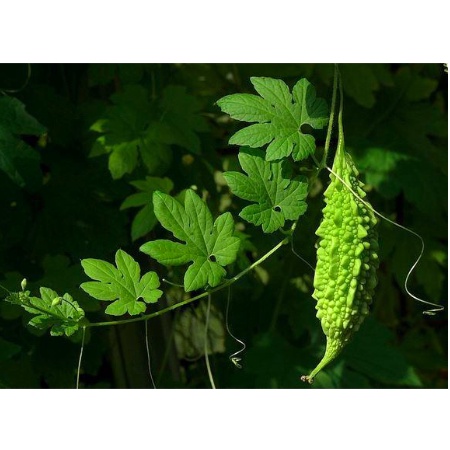 Cây khổ qua trưởng thành - Trang Flowers