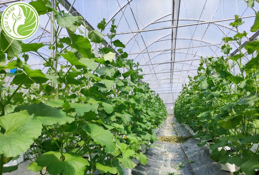Hạt giống dưa lưới Gom - gói 50 hạt