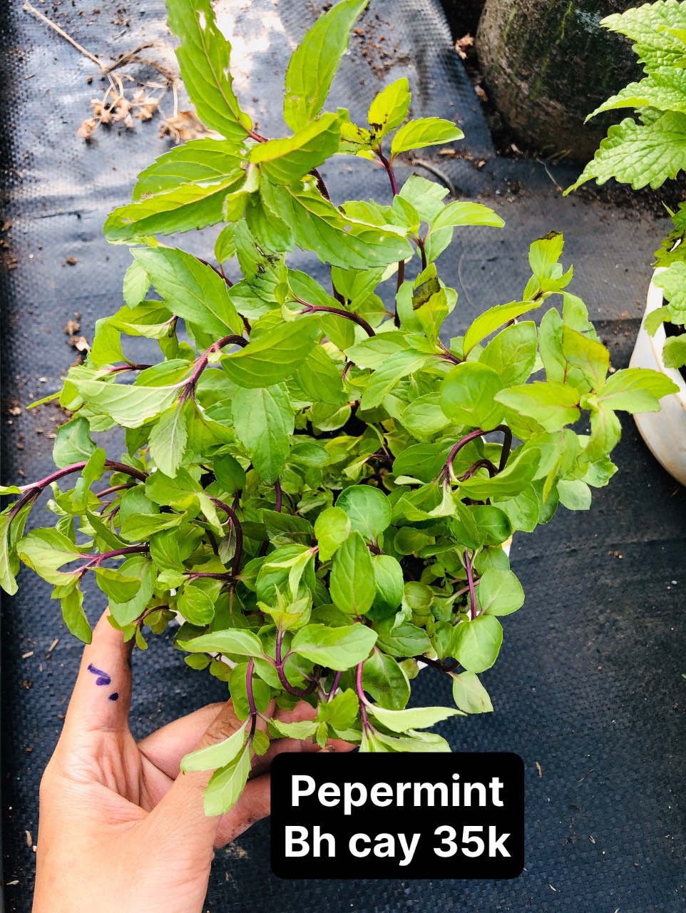 pepermint bạc hà cay