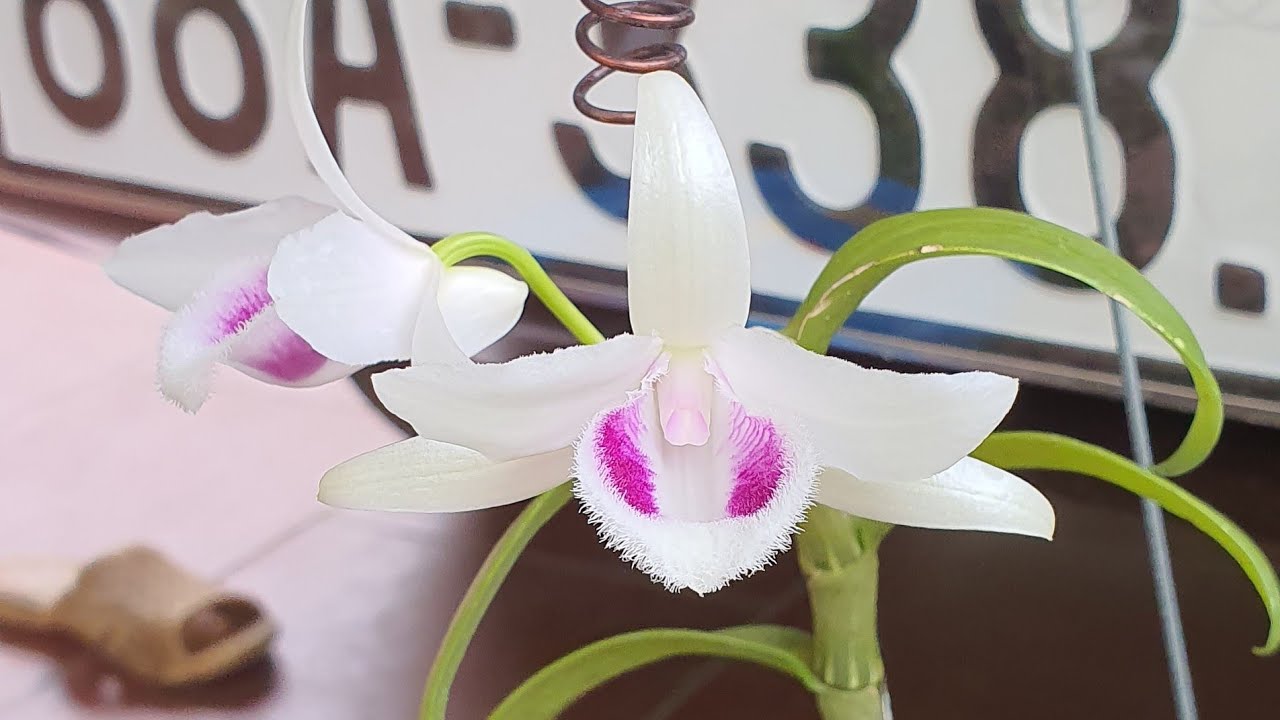 Phi Điệp 5ct Đại tướng cây chắc khỏe, ấm chậu