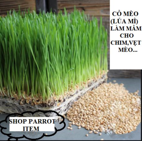 [HCM] HẠT CỎ MÈO-LÚA MÌ ươm nảy mầm (Người ăn được)