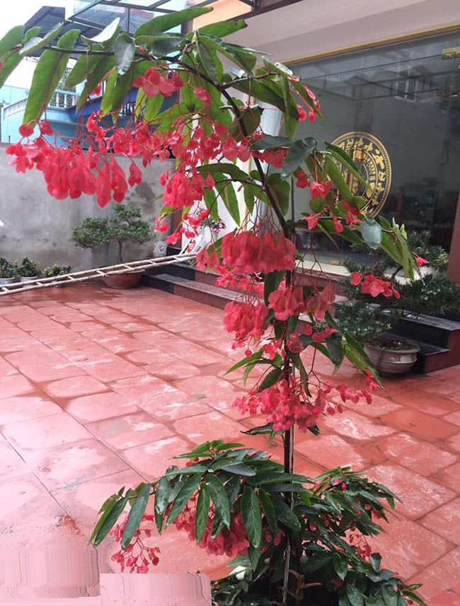 CHẬU CÂY TRÚC PHÁP (CÂY THU HẢI ĐƯỜNG ĐỨNG HOA RỦ) - CÂY ĐANG HOA RẤT ĐẸP