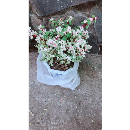 Cành Vàng Lá Ngọc Cổ Thụ