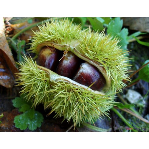 CÂY GIỐNG CÂY HẠT DẺ TRÙNG KHÁNH