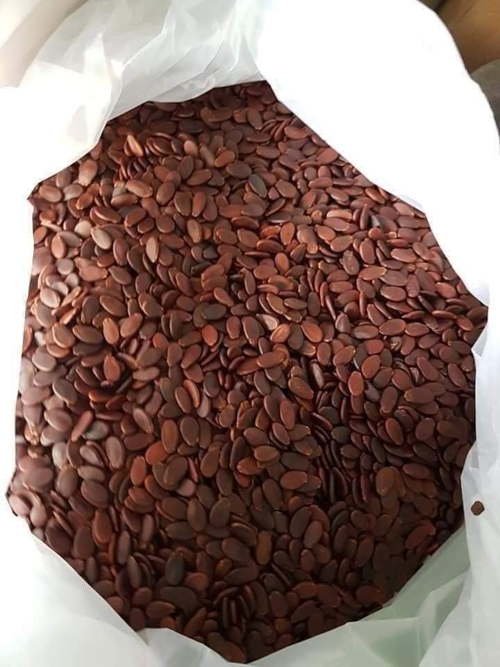 HẠT DƯA RANG CỦI TRƯỜNG ĐẠT GÓI ĐỎ NEW 500G
