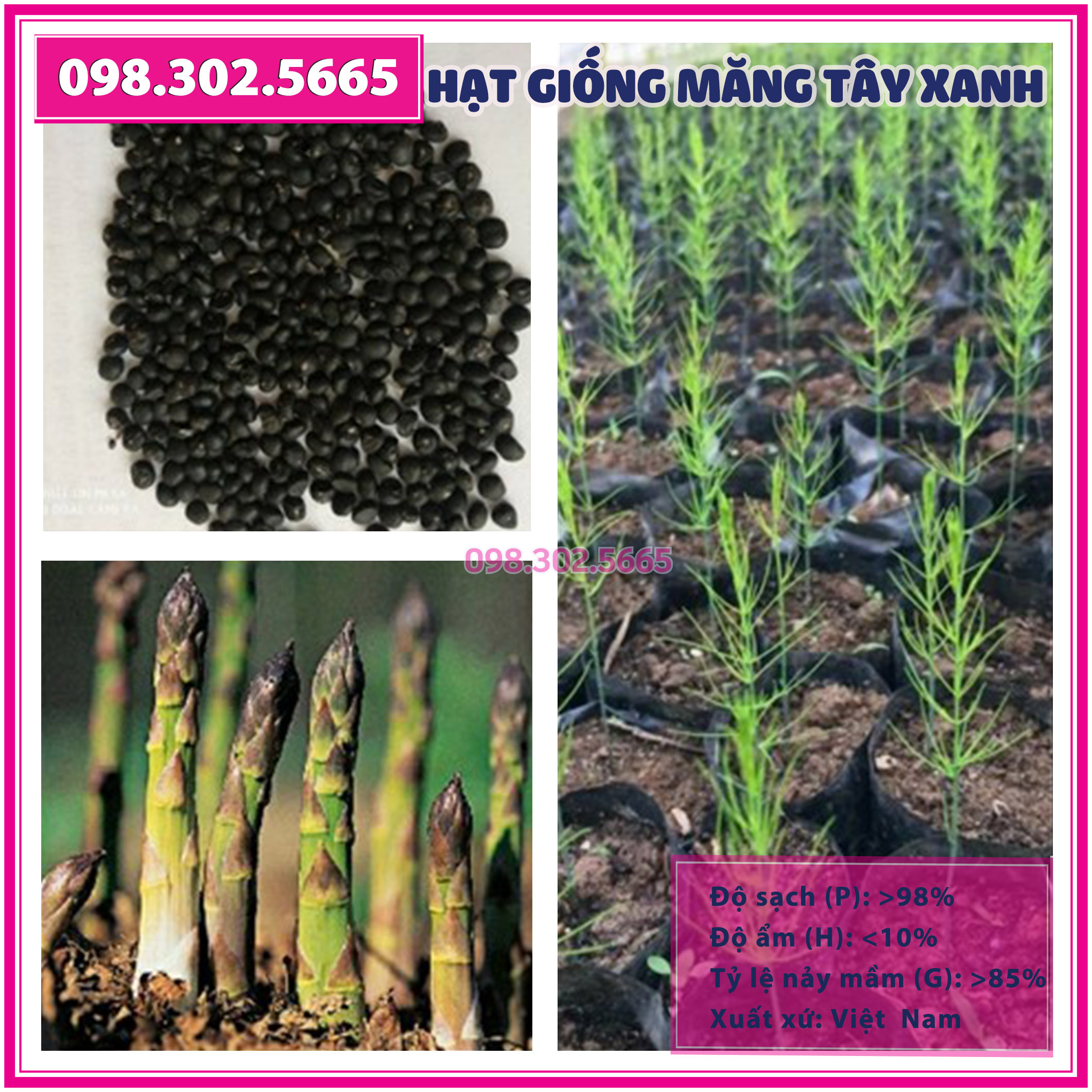 1gam Hạt giống cây măng tây xanh cao sản F1 - hạt giống chất lượng tốt, sản lượng cao