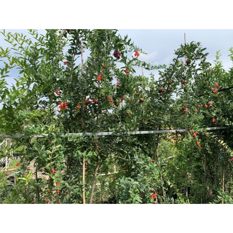 Lựu Mỹ.... đang trái