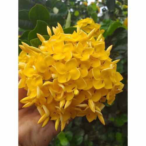 Cây Hoa Mẫu Đơn Con Được Chọn Màu(bông trang hình cuối)