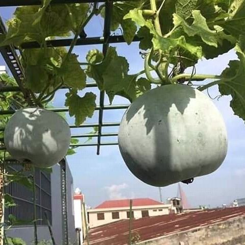 Hạt Giống Bí đao tròn siêu trái -gói 10 hạt(tặng kèm phân bón)