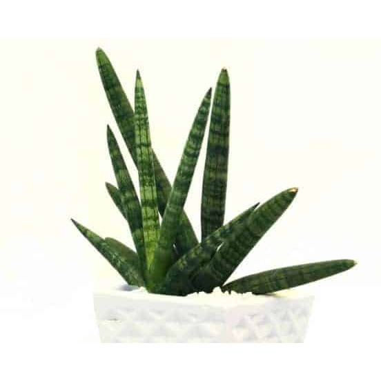 Chậu cây Ngà Voi - Sansevieria canaliculata Carr.