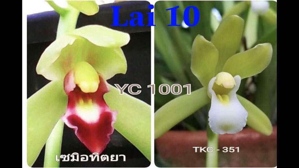 1 THÂN HOA LAN KIẾM THÁI LAN - MẶT HOA XỔ SỐ