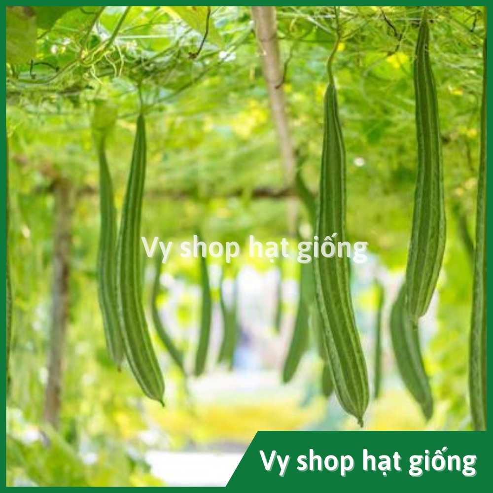 Hạt giống mướp khía Thái Lan gói 14 hạt