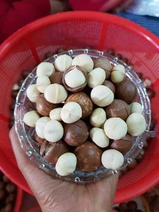 [HCM]500gr Nhân macca Đăk Lăk sấy chín