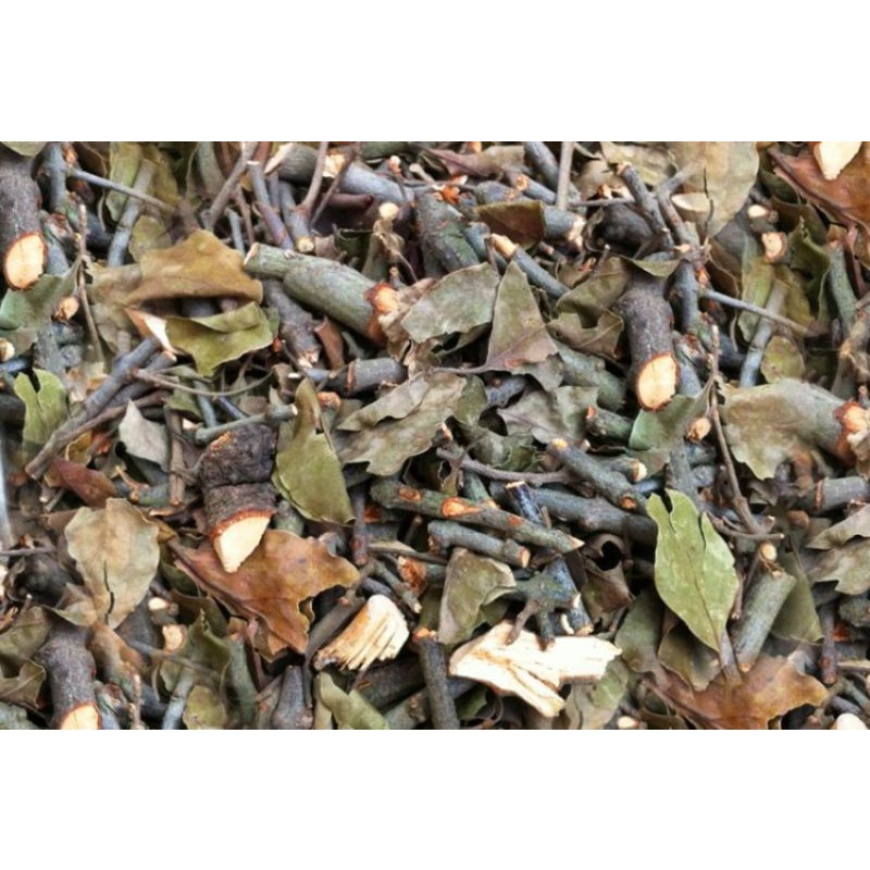 [Shop Mới] Tang ký sinh, Tầm gửi ( cây khế, cây bưởi )