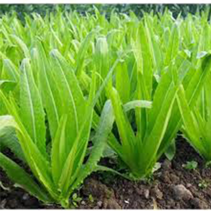 Gói 5 Gram Hạt giống rau diếp tây