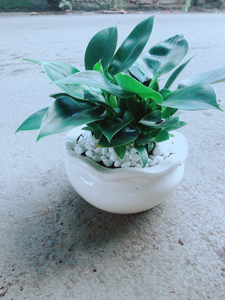 [HCM]Chậu Cây Trầu Bà Đế Vương