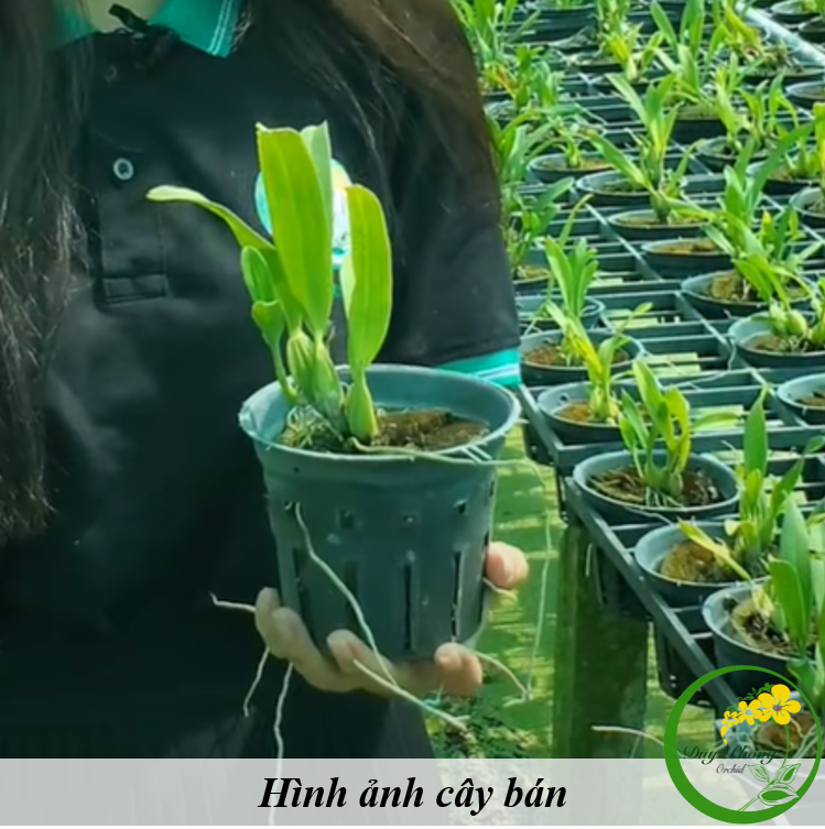HOA LAN VŨ NỮ - PHÙ THUỶ