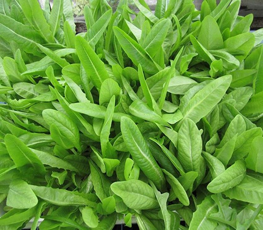 500 Hạt giống RAU DIẾP THƠM