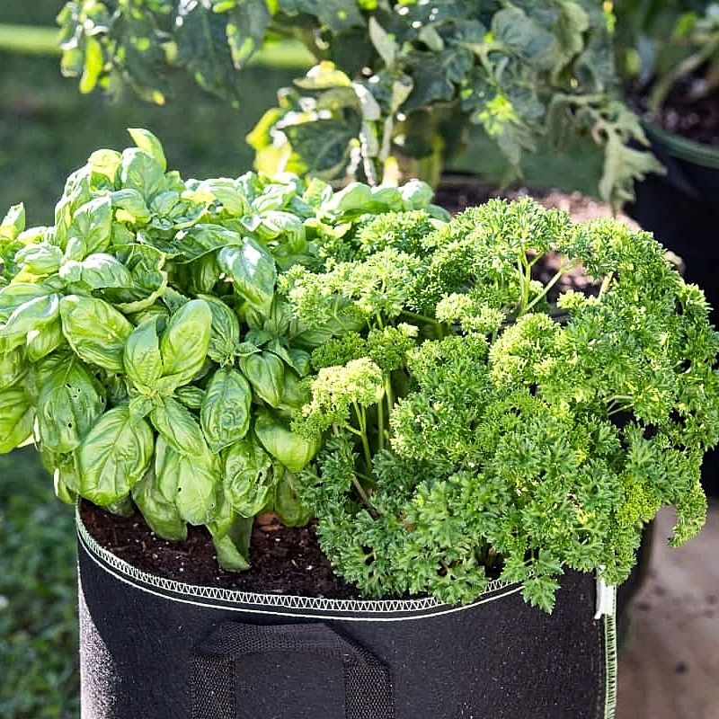 Parsley Seeds (Rado 940) 2gr package